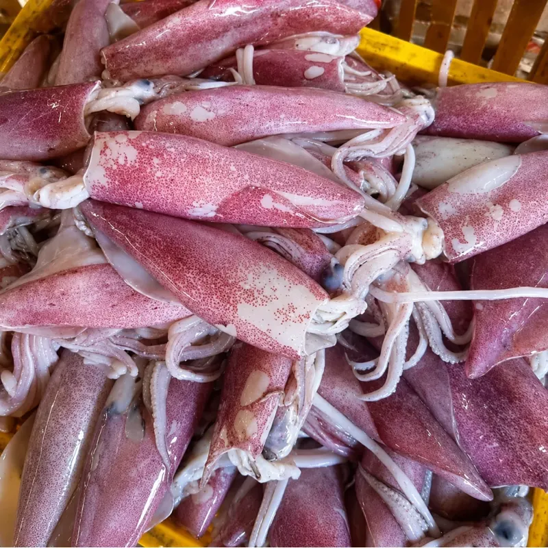 Various Squid